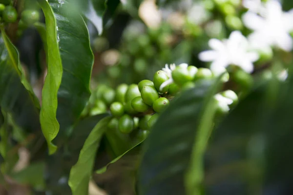 Grain Café Vert Sur Branche Plantation Café Colombien — Photo