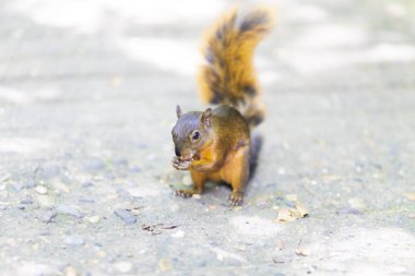 Güzel sincap ormanın içinde oynarken