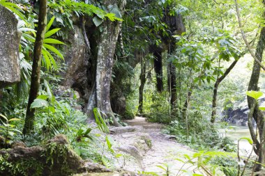 Yeşil ormandaki güzel doğal nehir