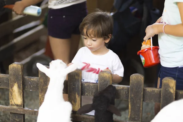 Little Boy Feeds White Goat Zoo — Stock Photo, Image