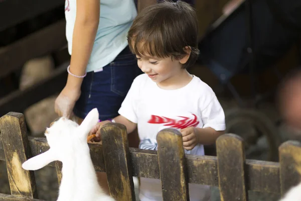 Little Boy Feeds White Goat Zoo — Stock Photo, Image