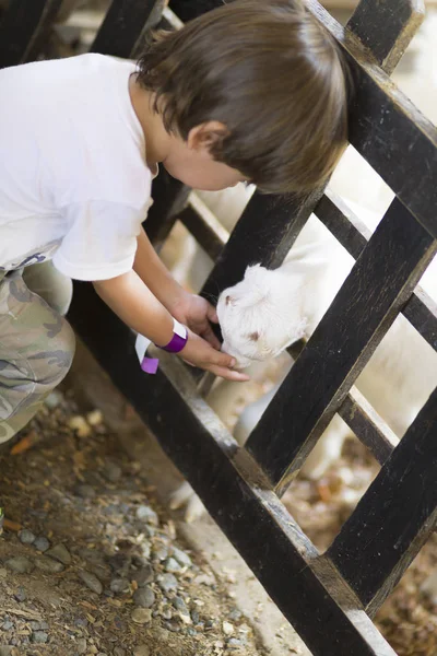 Little Boy Feeds White Goat Zoo — Stock Photo, Image