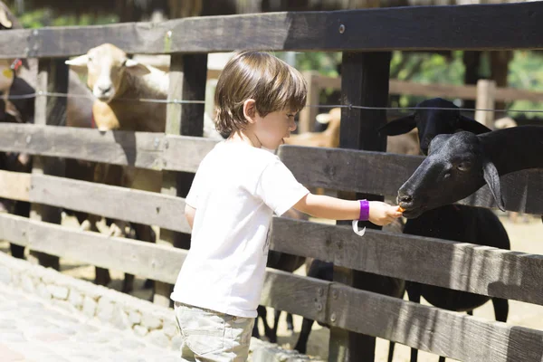 Little Boy Alimenta Cabra Branca Zoológico — Fotografia de Stock