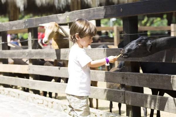 Liten Pojke Feeds Vit Get Zoo — Stockfoto