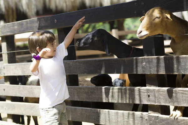 Little Boy Feeds White Goat Zoo — Stock Photo, Image