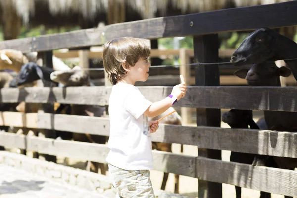 Little Boy Alimenta Cabra Branca Zoológico — Fotografia de Stock