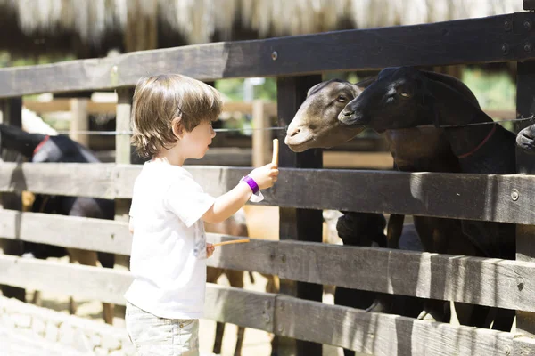 Little Boy Alimenta Cabra Branca Zoológico — Fotografia de Stock