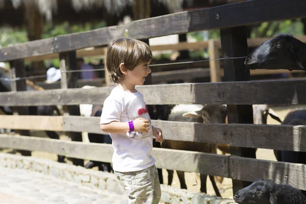 Little Boy Alimenta Cabra Branca Zoológico — Fotografia de Stock