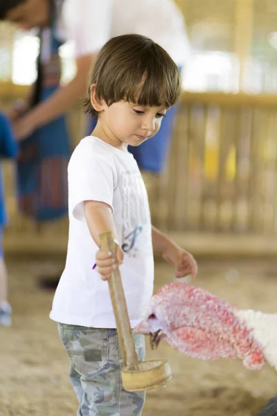 Little Boy Alimenta Turquía Zoológico — Foto de Stock