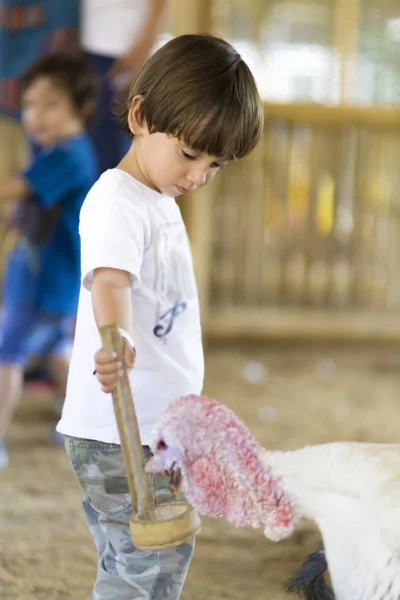Little Boy Feeds Turkey Zoo — Stock Photo, Image