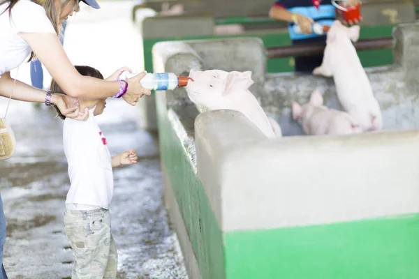 Lovely Mother and Son feeds Pig at the Zoo