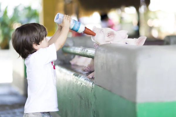 Lovely Boy Feeds Pig Zoo — Stock Photo, Image