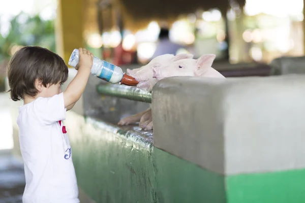 스러운 동물원에서 돼지를 — 스톡 사진