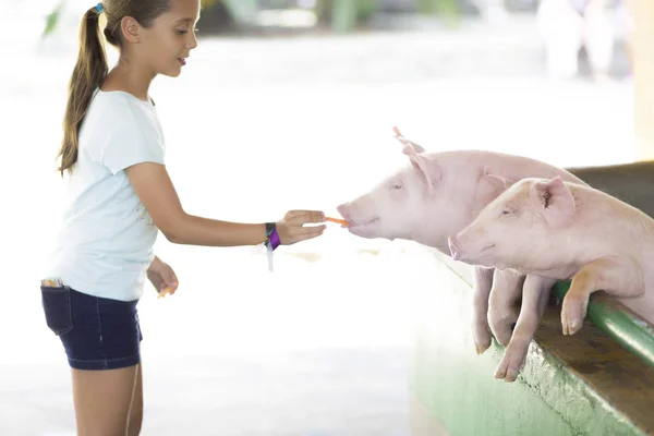 스러운 소녀는 동물원에서 돼지를 — 스톡 사진