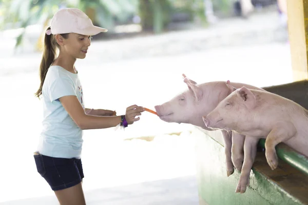 Lovely Girl feeds Pig at the Zoo