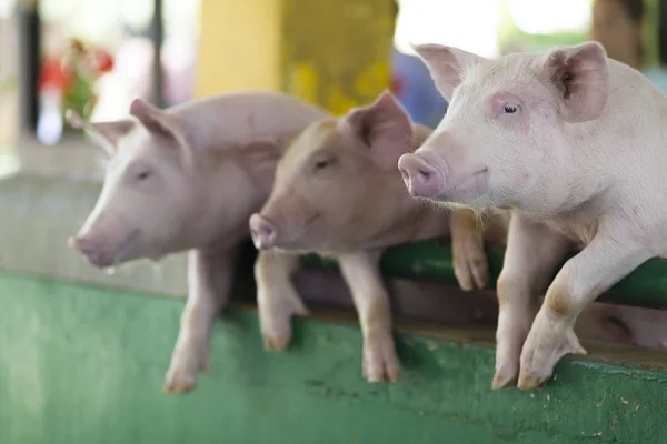 Piglets는 농장에서의 — 스톡 사진