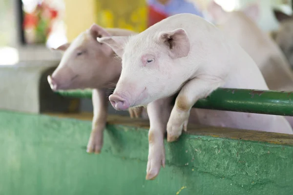 Piglets는 농장에서의 — 스톡 사진