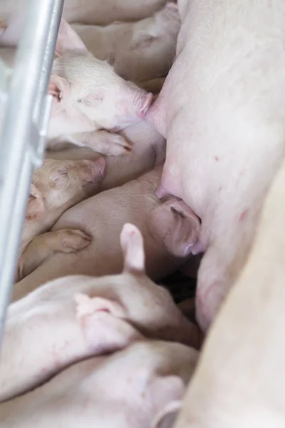 Group Hungry Piglets Drinking Farm — Stock Photo, Image