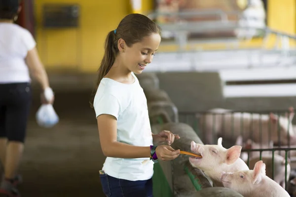 스러운 소녀는 동물원에서 돼지를 — 스톡 사진