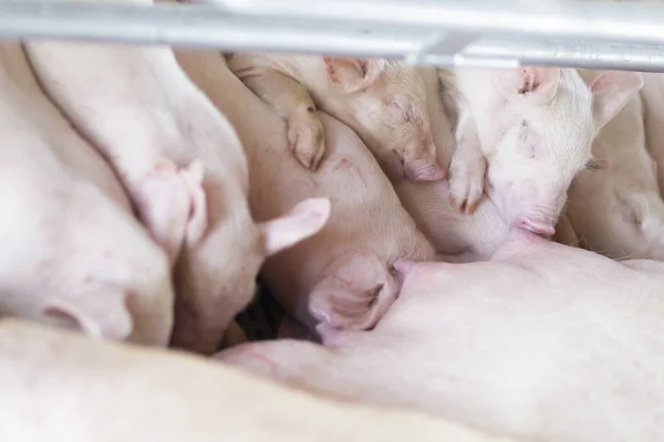 농장에서 마시는 배고픈 Piglets의 — 스톡 사진