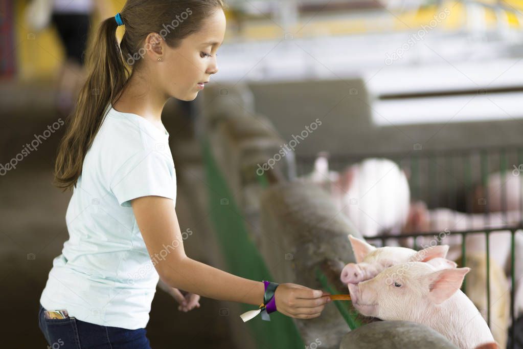 Lovely Girl feeds Pig at the Zoo