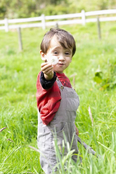 Feliz Chico Soplando Diente León Blanco Aire Libre — Foto de Stock