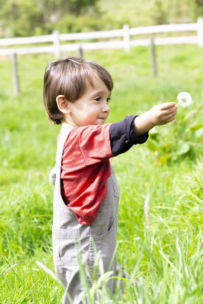 Lycklig Pojke Blåser Vita Maskros Utomhus — Stockfoto