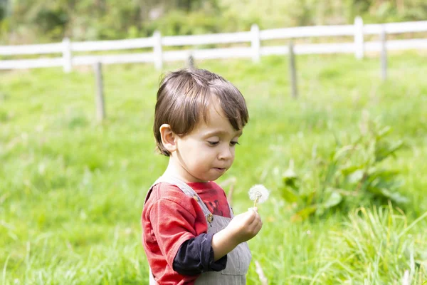 Feliz Chico Soplando Diente León Blanco Aire Libre — Foto de Stock