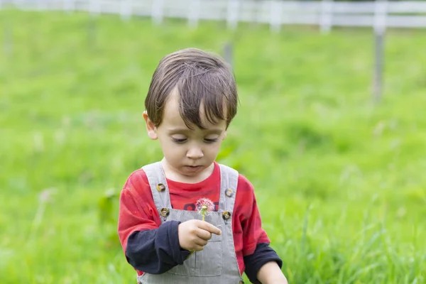 Feliz Chico Soplando Diente León Blanco Aire Libre — Foto de Stock