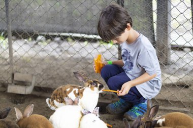 Mutlu Çocuk Tavşanla Oynuyor