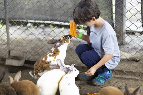 Menino feliz brincando com coelho — Fotografia de Stock
