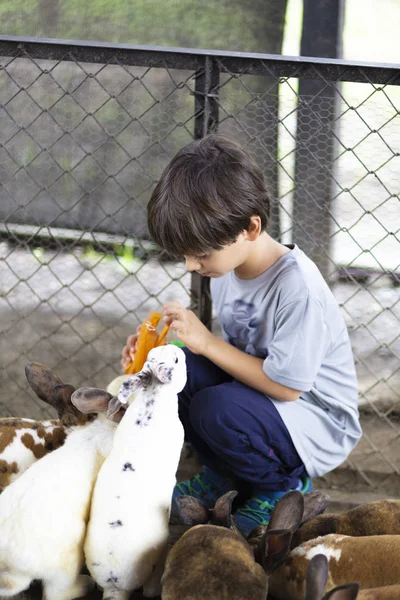 Menino feliz brincando com coelho — Fotografia de Stock