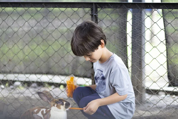 Happy Boy Playing with Rabbit — Stock Photo, Image