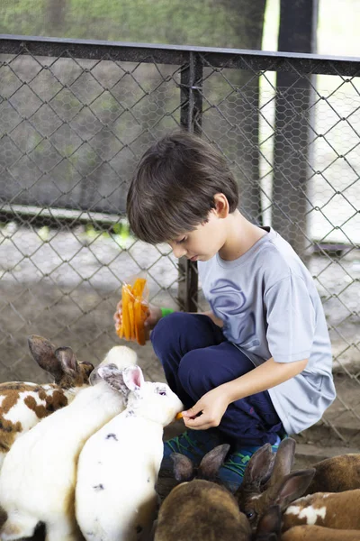 Niño feliz jugando con conejo — Foto de Stock