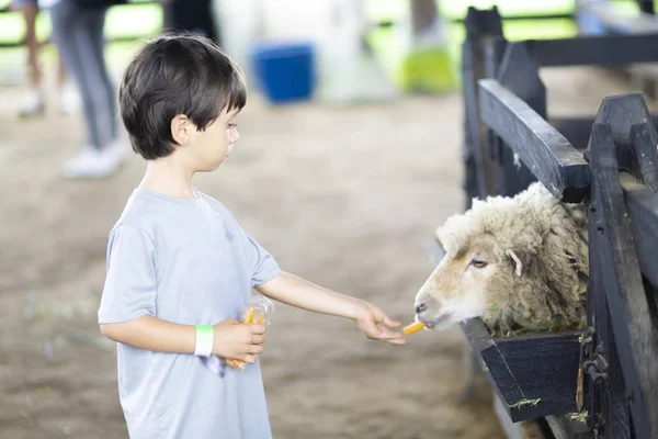 Menino feliz brincando com ovelhas — Fotografia de Stock