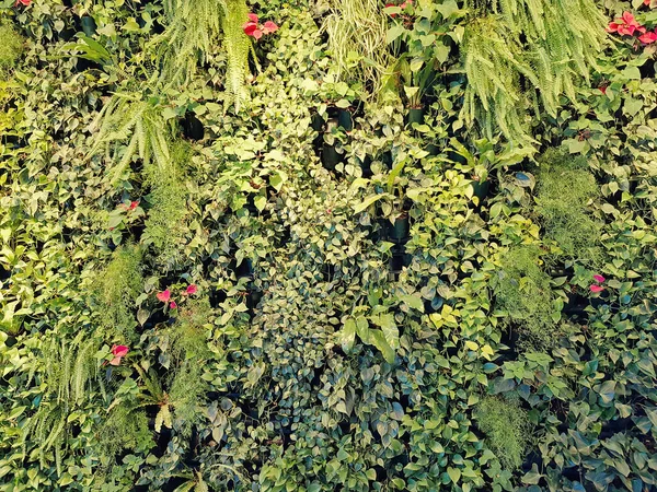 Green wall with flora, plants and green leaves. Seamless green wall