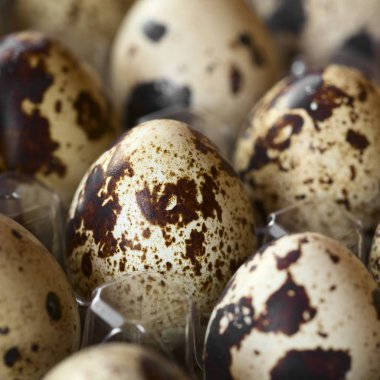 Doğal ışık (seçici odak, odak ön yüzünde orta yumurta ile fotoğraflandı taze çiğ Bıldırcın yumurta yumurta kutusundaki)