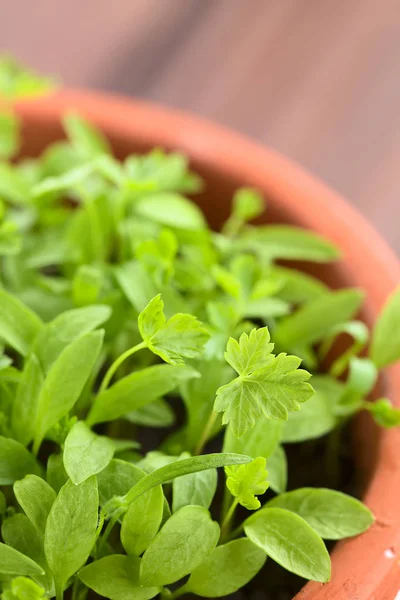 Many Small Parsley Seedlings Pot Very Shallow Depth Field Focus — Stock Photo, Image
