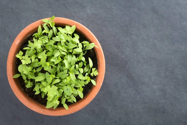 Many Small Parsley Seedlings Pot Photographed Overhead Slate Selective Focus — Stock Photo, Image