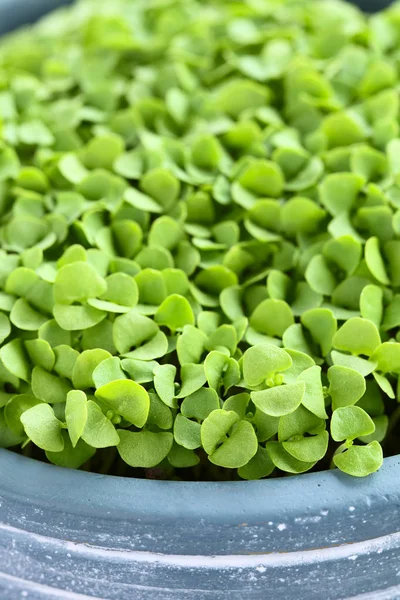 Veel Kleine Basilicum Zaailingen Pot Selectieve Focus Focus Eerste Planten — Stockfoto