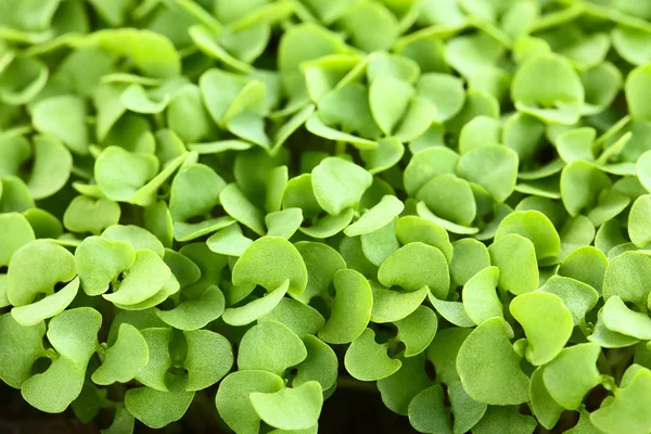 Många Små Basilika Plantor Potten Selektiv Fokus Focus Tredjedel Bilden — Stockfoto