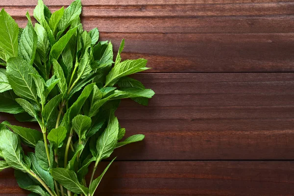 Köteg Friss Menta Egy Illatos Gyógynövény Használt Tea Vagy Fűszer — Stock Fotó