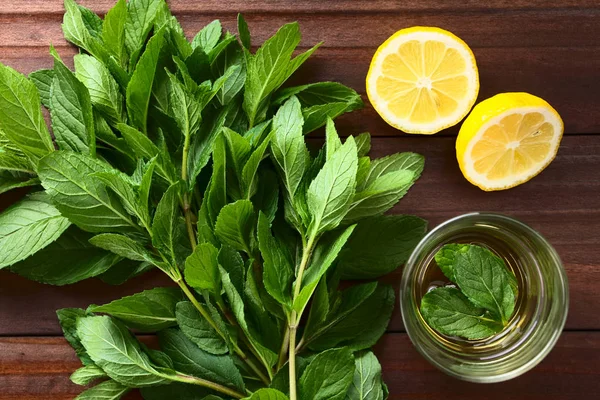 Bundle of fresh mint, fresh mint herbal tea in glass and lemon on the side (Selective Focus, Focus on the top leaves in the bundle and on the leaves on the tea in cup)