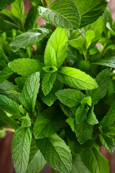 Paquete Menta Fresca Una Hierba Aromática Utilizada Como Como Especia — Foto de Stock