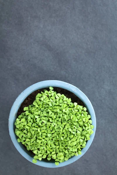 Many Small Basil Seedlings Pot Photographed Overhead Slate Selective Focus — Stock Photo, Image