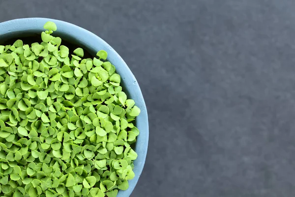 Muchas Pequeñas Plántulas Albahaca Maceta Fotografiadas Sobre Pizarra Enfoque Selectivo — Foto de Stock