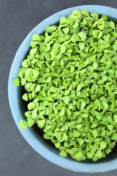 Muchas Pequeñas Plántulas Albahaca Maceta Fotografiadas Sobre Pizarra Enfoque Selectivo — Foto de Stock