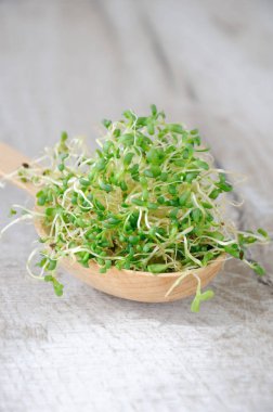  Hızlı büyüyen mikro yeşil salata yıl boyunca için. Bir avuç bir tahta kaşık filizlenmiş Yonca filizi. Yakın çekim.