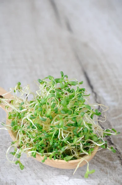 Fast Growing Micro Greens Salads All Year Handful Sprouted Alfalfa — Stock Photo, Image