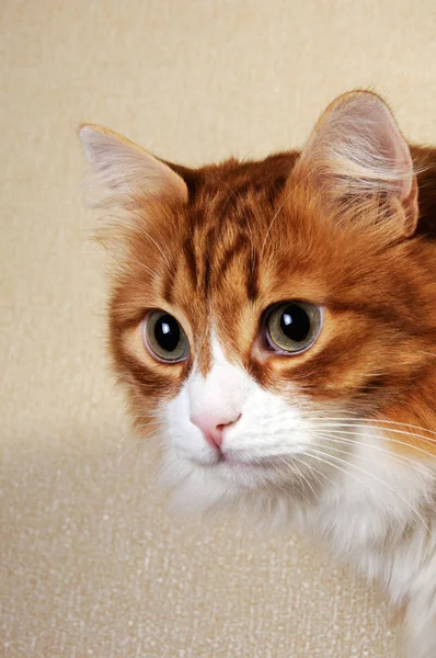 赤毛のふわふわ猫のクローズ アップの肖像画 — ストック写真